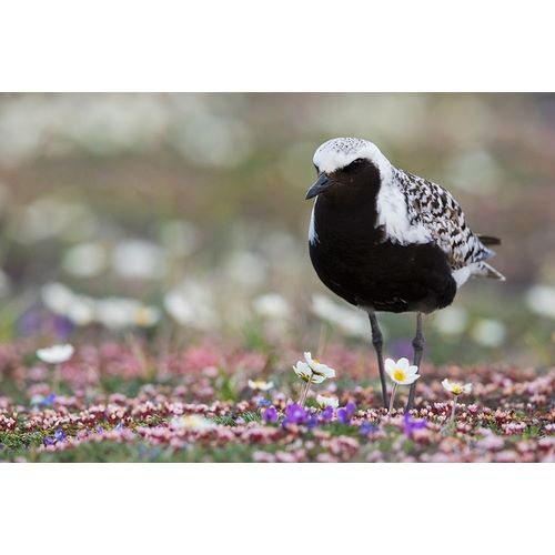 Black-bellied Plover-springtime on the tundra